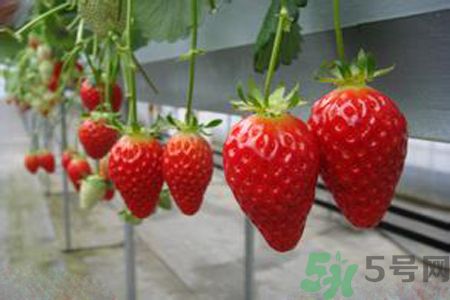 糖尿病可以吃草莓嗎？糖尿病吃草莓好嗎？