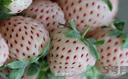 菠蘿莓好吃嗎？菠蘿莓好不好吃？