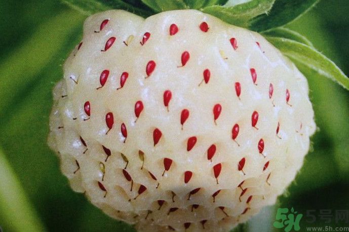 菠蘿莓好吃嗎？菠蘿莓好不好吃？
