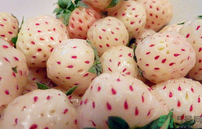 菠蘿莓孕婦能吃嗎？菠蘿莓懷孕可以吃嗎？