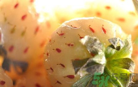 菠蘿莓孕婦能吃嗎？菠蘿莓懷孕可以吃嗎？