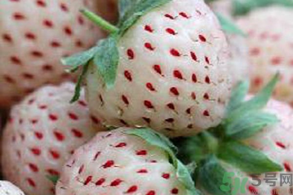 菠蘿莓孕婦能吃嗎？菠蘿莓懷孕可以吃嗎？