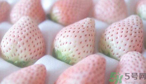 寶寶能吃菠蘿莓嗎？嬰幼兒能吃菠蘿莓嗎？