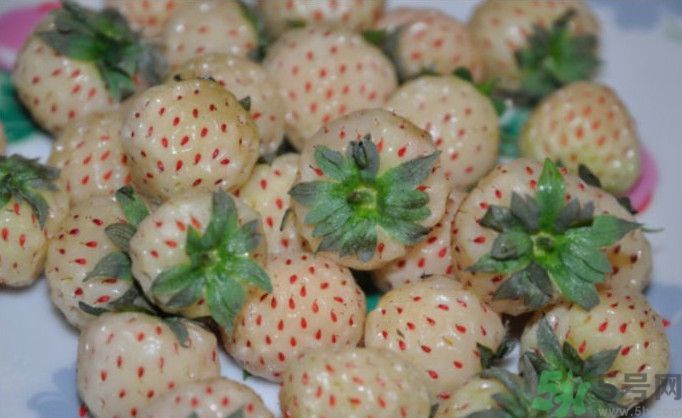 寶寶能吃菠蘿莓嗎？嬰幼兒能吃菠蘿莓嗎？