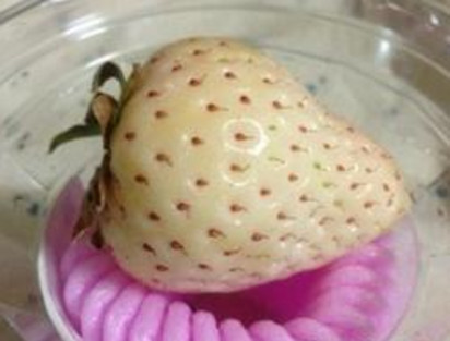 懷孕初期能吃菠蘿莓嗎？懷孕5個月可以吃菠蘿莓嗎？