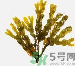 哪種海帶吃起來(lái)比較好？海帶有什么類(lèi)別？