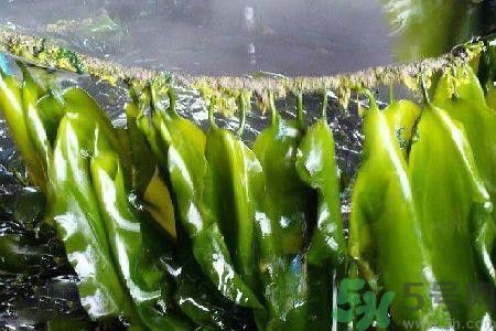 哪種海帶吃起來(lái)比較好？海帶有什么類(lèi)別？