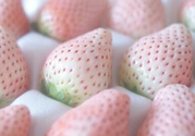 寶寶能吃菠蘿莓嗎？嬰幼兒能吃菠蘿莓嗎？