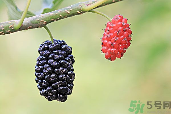 哺乳期能不能吃桑葚？桑葚產(chǎn)婦能吃嗎？