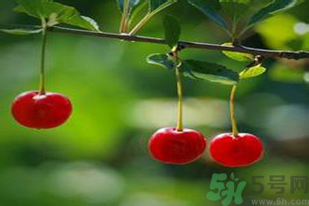 痛風(fēng)可以吃櫻桃嗎？痛風(fēng)吃櫻桃好嗎？