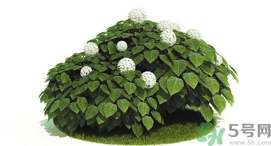 吸收毒氣的植物有哪些？凈化空氣的植物有哪些？