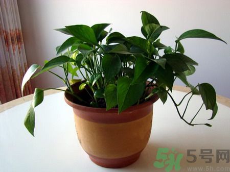 吸收毒氣的植物有哪些？凈化空氣的植物有哪些？