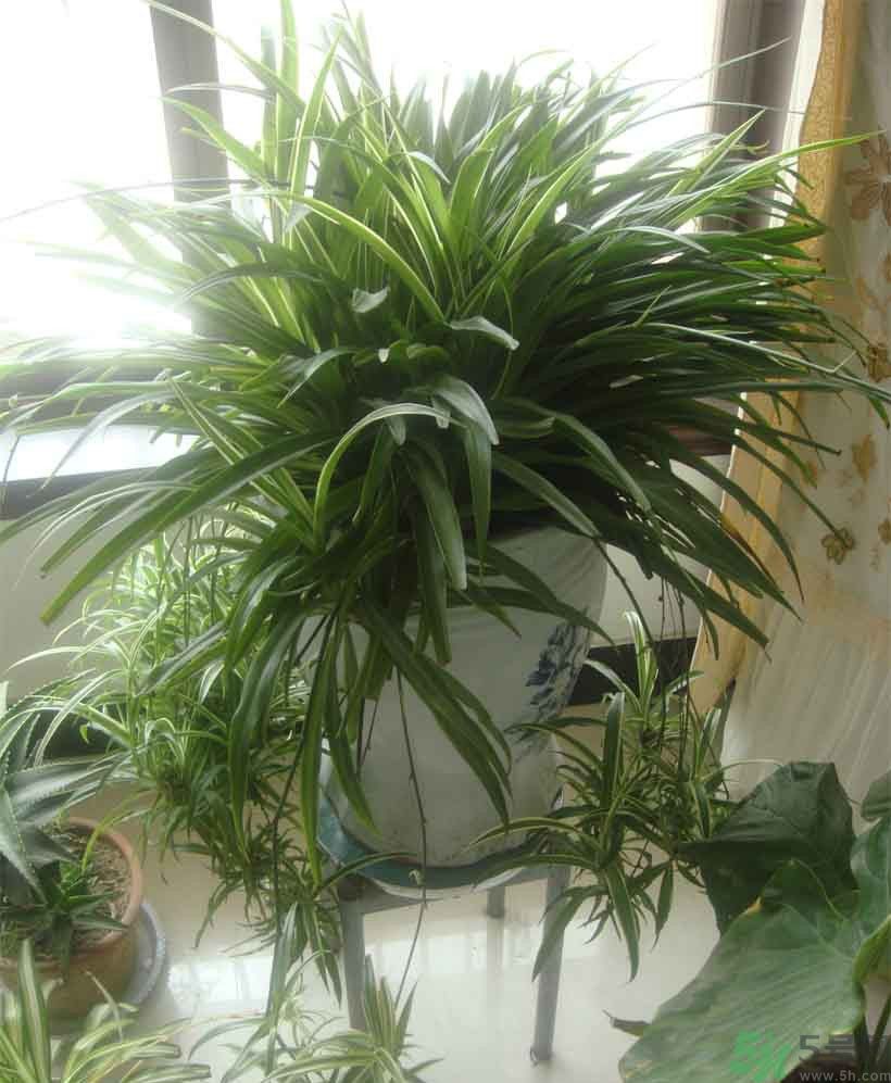吸收毒氣的植物有哪些？凈化空氣的植物有哪些？
