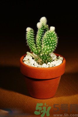 吸收毒氣的植物有哪些？凈化空氣的植物有哪些？