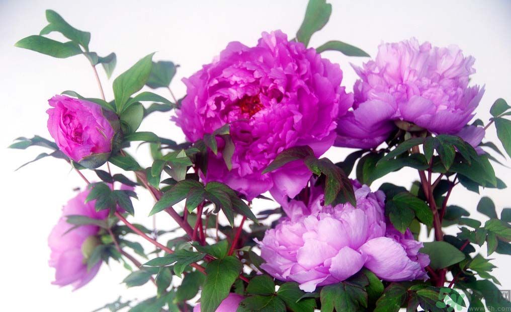 牡丹的花語(yǔ)是什么？牡丹的寓意是什么？