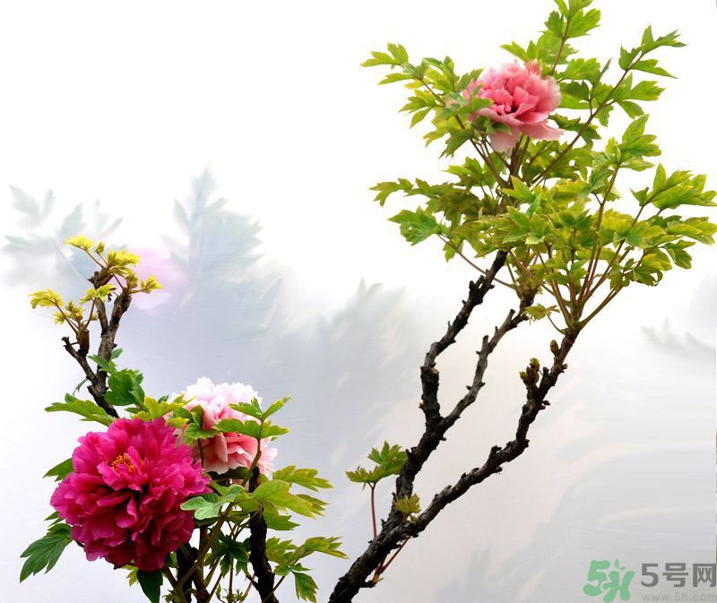 牡丹的花語(yǔ)是什么？牡丹的寓意是什么？