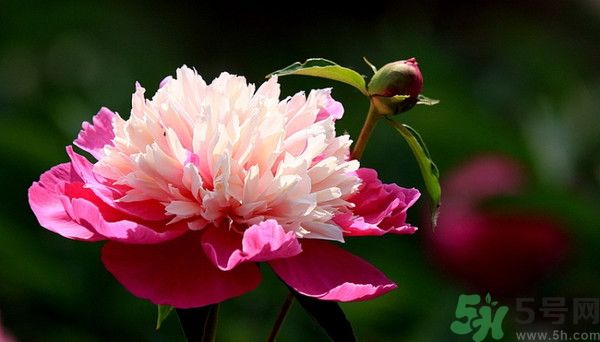 牡丹花可以吃嗎？牡丹花怎么做好吃？