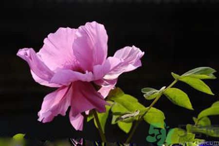 牡丹花可以吃嗎？牡丹花怎么做好吃？