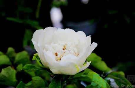 牡丹花可以吃嗎？牡丹花怎么做好吃？