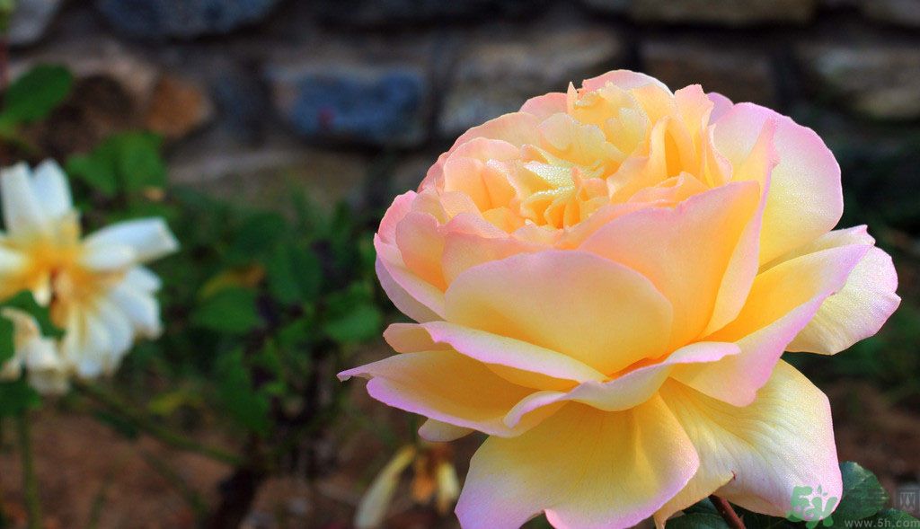 牡丹花茶可以美白嗎？喝牡丹花可以美白嗎？