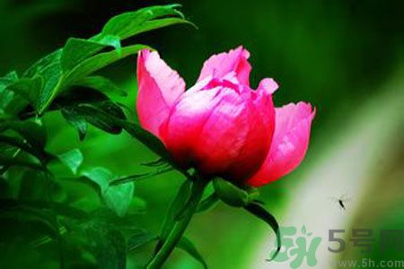 牡丹花茶可以美白嗎？喝牡丹花可以美白嗎？