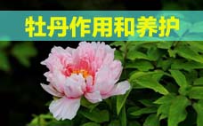 扦插的月季多久會開花？扦插月季多久可開花？