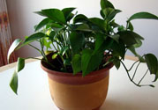 可以吸毒氣的植物有哪些？?jī)艋諝獾闹参镉心男?><p><strong>可以吸毒氣的植物有哪些？?jī)艋諝獾闹参镉心男?/strong></p></a></li> 	     </ul>
		</div>
	   <div   id=