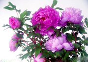 牡丹花可以吃嗎？牡丹花怎么做好吃？