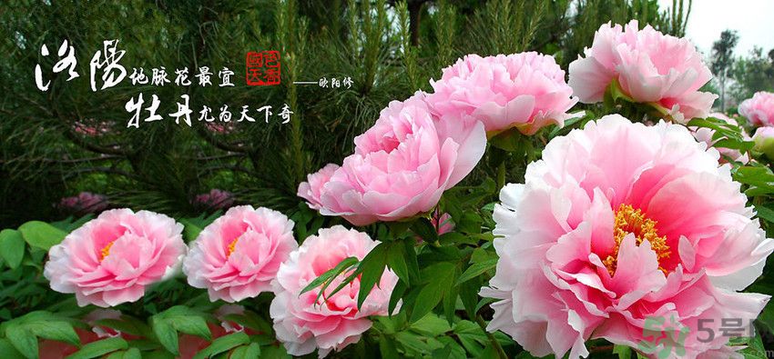 洛陽牡丹文化節(jié)活動有哪些？洛陽牡丹文化節(jié)門票是多少？