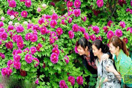 洛陽牡丹文化節(jié)活動有哪些？洛陽牡丹文化節(jié)門票是多少？