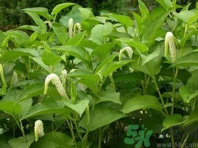 魚腥草可以止咳嗎？魚腥草止咳的辦法有哪些？