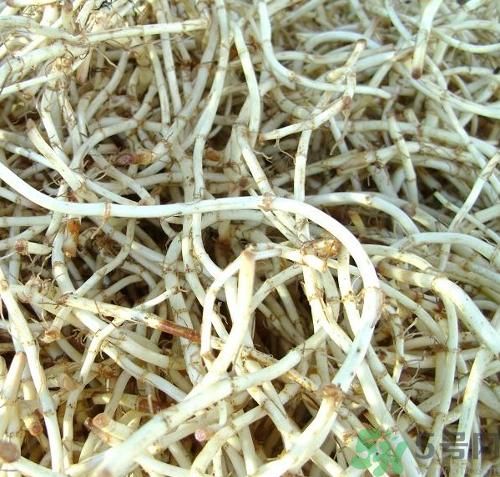 烏藥能和魚腥草一起泡茶喝嗎？烏藥和魚腥草一起吃好不好？