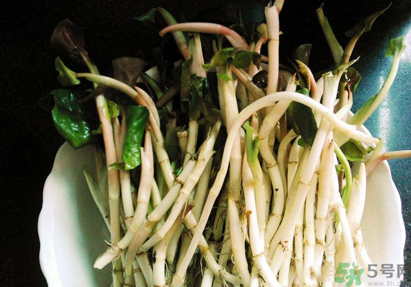 烏藥能和魚腥草一起泡茶喝嗎？烏藥和魚腥草一起吃好不好？