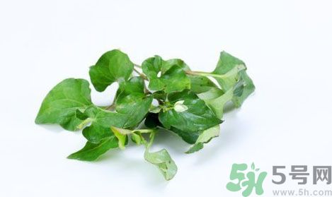 魚腥草可以抗輻射嗎？魚腥草怎么防輻射？