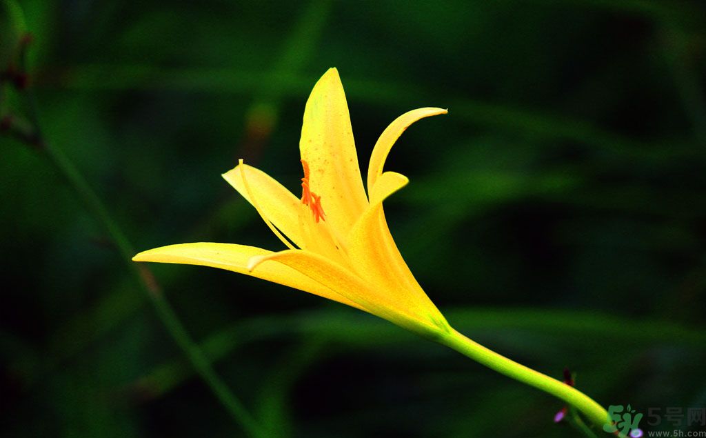 黃花菜可以治療抑郁癥嗎？?jī)蓢嶞S花菜治好了抑郁癥是真的嗎？
