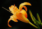 黃花菜可以治療抑郁癥嗎？兩噸黃花菜治好了抑郁癥是真的嗎？