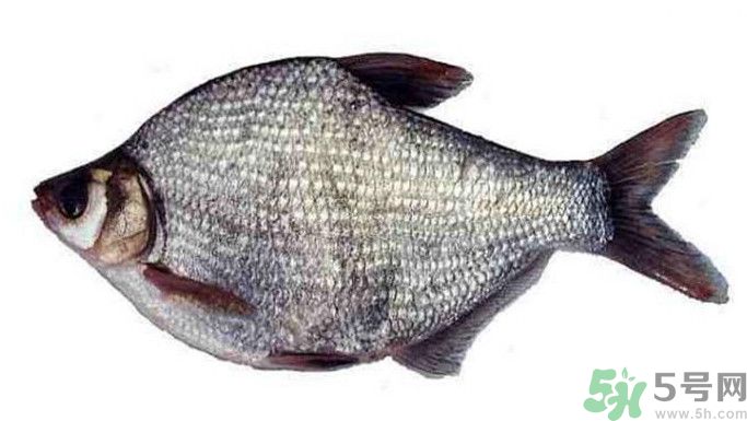 武昌魚是鳊魚嗎？武昌魚和鳊魚區(qū)別哪個好吃？