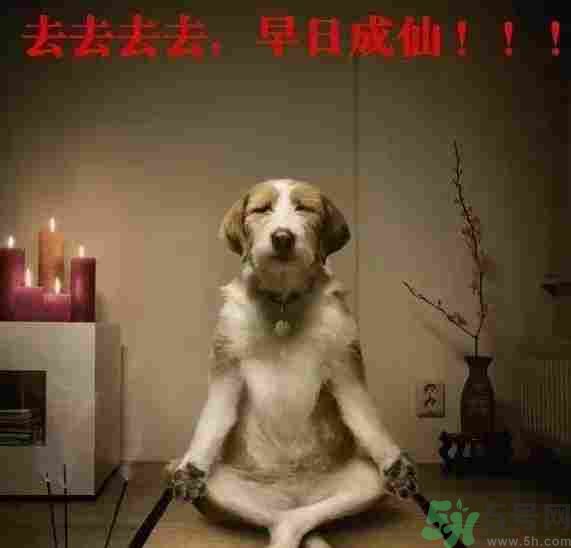 早餐吃面還是包子比較好？早餐吃包子和面健康嗎？