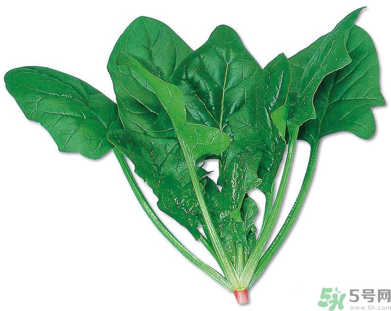 菠菜可以炒韭菜嗎？菠菜和韭菜一起吃怎么樣？