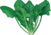 菠菜可以炒韭菜嗎？菠菜和韭菜一起吃怎么樣？