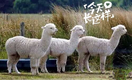 草泥馬是羊駝嗎？萌萌噠草泥馬居然被吃啦!
