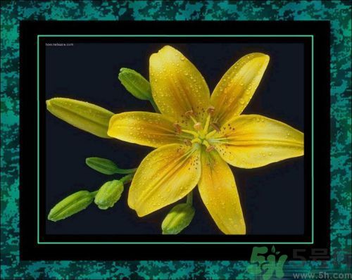 母親節(jié)送什么花好？母親節(jié)應(yīng)該送什么鮮花？