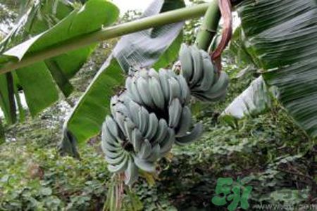 牛奶蕉是熱性還是涼性？牛奶蕉是涼性嗎？