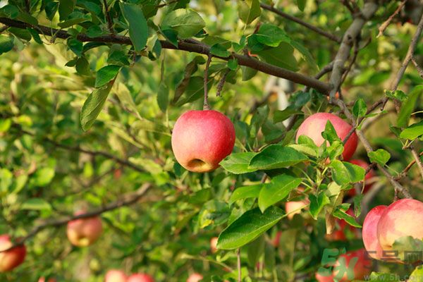 蘋(píng)果皮上的蠟對(duì)身體有害嗎？蘋(píng)果蠟吃了會(huì)