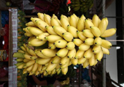 牛奶蕉是熱性還是涼性？牛奶蕉是涼性嗎？