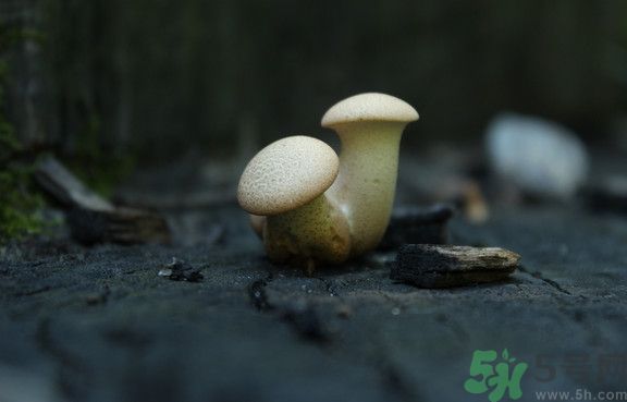 蘑菇有白毛能吃嗎？蘑菇上面長了一層白毛還能吃嗎？