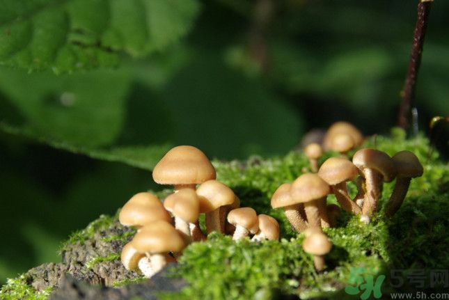 蘑菇有白毛能吃嗎？蘑菇上面長了一層白毛還能吃嗎？