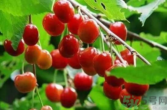 櫻桃是溫性的還是熱性的？櫻桃是溫性的嗎？