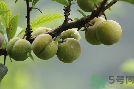 李子是熱性還是涼性？李子是涼性的嗎？