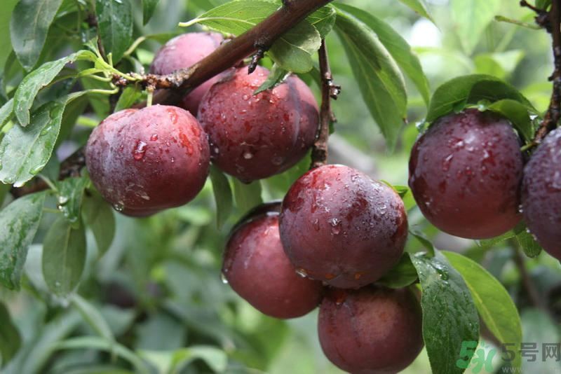 月經(jīng)期間可以吃李子嗎？月經(jīng)期間吃李子好嗎？